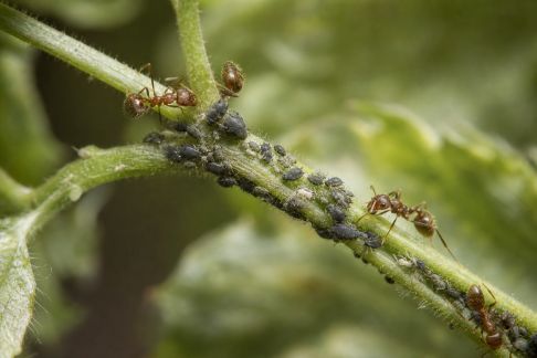 Comprendre le rôle des fourmis dans la prolifération des ravageurs au jardin
