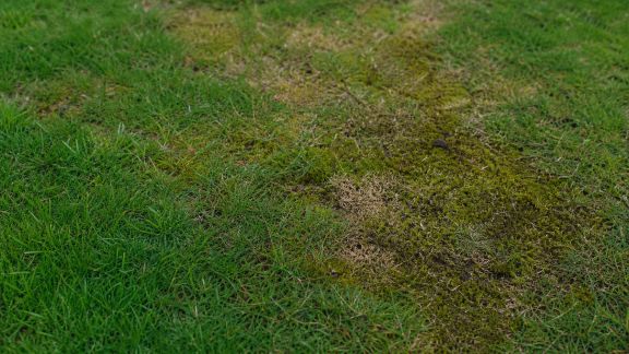 Mieux comprendre les maladies de la pelouse : symptômes et solutions