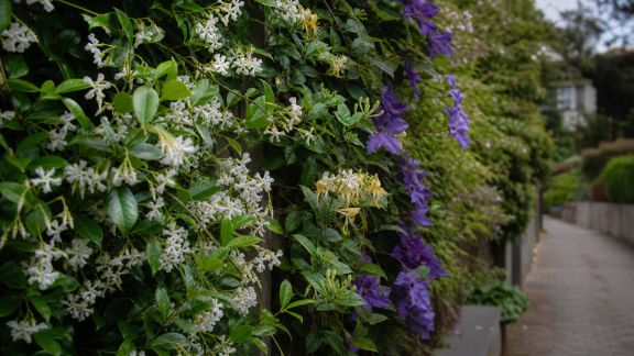 Plantes grimpantes odorantes : choisissez-les pour parfumer les zones de passage