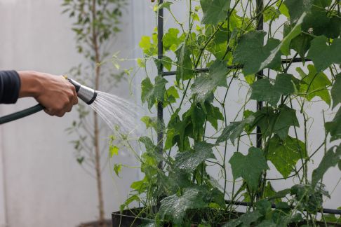 Arrosage des plantes grimpantes : conseils adaptés pour une croissance optimale