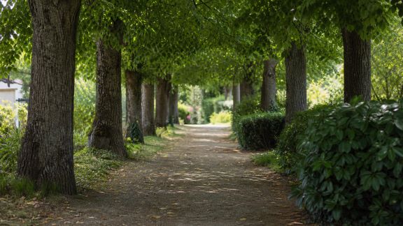 Créer une allée ombragée : sélection d’arbres adaptés et conseils d’implantation