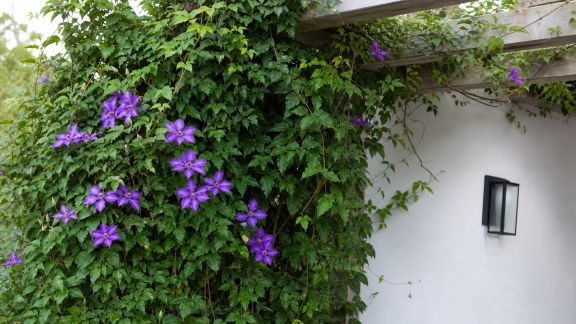 Plantes grimpantes à croissance rapide : habillez vos murs et pergolas en un temps record