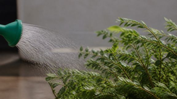 Astuces pour arroser efficacement en zone ventée