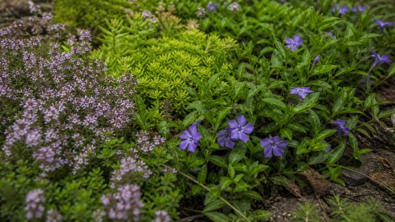 Les vivaces couvre-sol : solutions pour un jardin bas entretien et sans mauvaises herbes