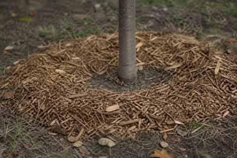 Installer un paillage adapté autour des jeunes arbres : bénéfices et précautions