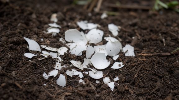 Comment utiliser les coquilles d’œuf pour enrichir la terre naturellement