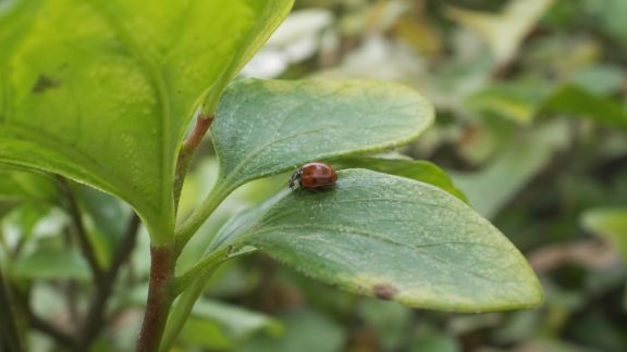 Les auxiliaires naturels : alliés efficaces contre les ravageurs du jardin
