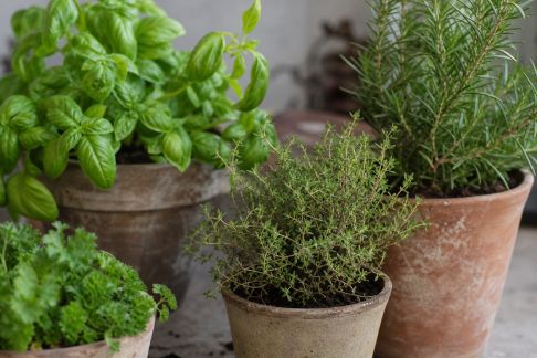 Créer un potager aromatique : le guide pour cultiver vos herbes toute l’année