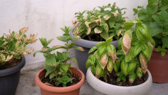 Prévenir et soigner les brûlures du soleil sur les plantes en été