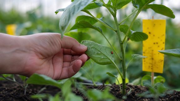 Comment lutter naturellement contre les aleurodes sous serre et au jardin
