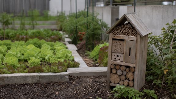 Installer un hôtel à insectes près du potager : quels bénéfices pour vos cultures ?