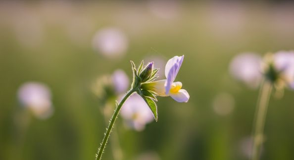 Favoriser la pollinisation au jardin grâce à des haies mellifères