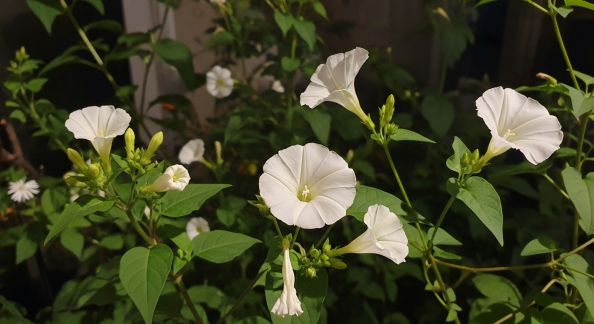 Plantes à floraison nocturne : illuminez vos soirées d’été au jardin